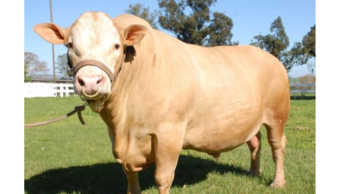  Em expansão, raça de gado paranaense Purunã terá projeto de aprimoramento